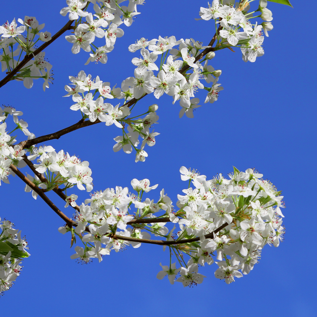 Image of Bradford pear blooms against a blue sky